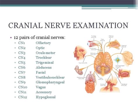 cranial nerve examination video|full cranial nerve examination.